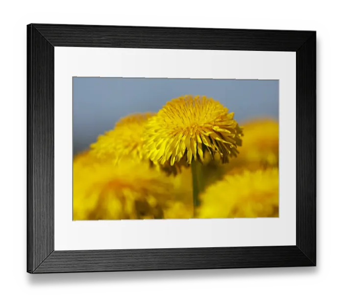Framed Print : Flowering Dandelion -Taraxacum officinale- Framed Print : Flowering Dandelion -Taraxacum officinale-