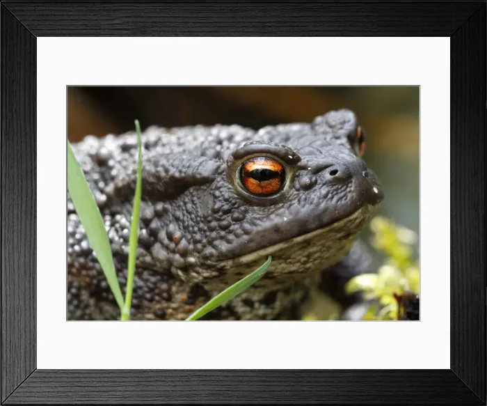 Framed Print : Common toad -Bufo bufo-, Mecklenburg Lake District, Mecklenburg-Strelitz, Mecklenburg-Western Pomerania, Germany Framed Print : Common toad -Bufo bufo-, Mecklenburg Lake District, Mecklenburg-Strelitz, Mecklenburg-Western Pomerania, Germany