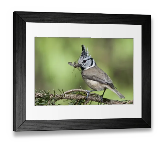 Framed Print : Crested Tit -Parus cristatus-, male bringing food, Untergroeningen, Baden-Wuerttemberg, Germany, Europe Framed Print : Crested Tit -Parus cristatus-, male bringing food, Untergroeningen, Baden-Wuerttemberg, Germany, Europe