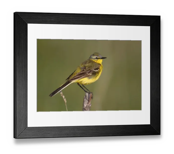 Framed Print : Yellow wagtail -Motacilla flava-, male singing, perched on its song post, Lake Neusiedl, Burgenland, Austria, Europe