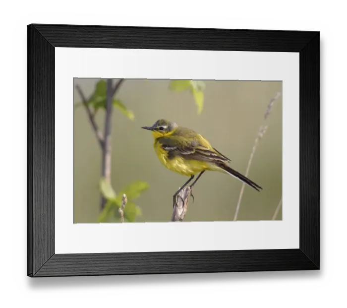 Framed Print : Yellow wagtail -Motacilla flava-, male singing, perched on its song post, Lake Neusiedl, Burgenland, Austria, Europe Framed Print : Yellow wagtail -Motacilla flava-, male singing, perched on its song post, Lake Neusiedl, Burgenland, Austria, Europe