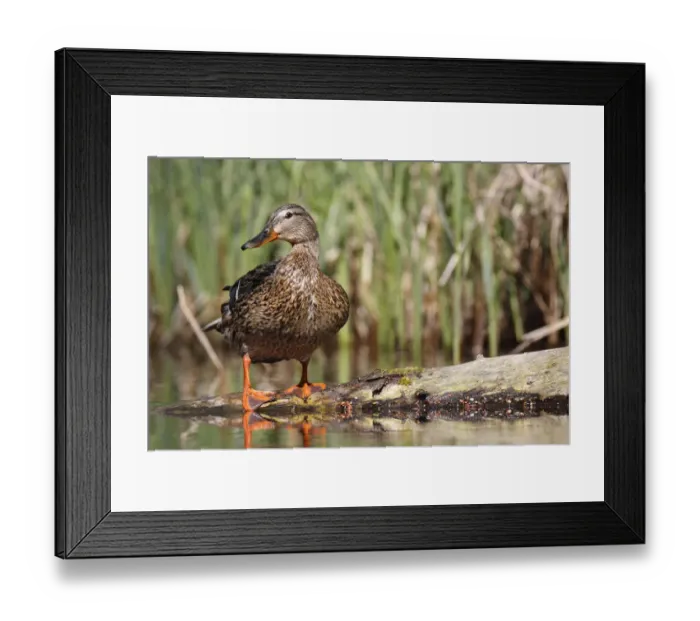 Framed Print : Mallard -Anas platyrhynchos- female in its habitat, Lake Muritz area, Mecklenburg Lake District or Mecklenburg Lakeland, Mecklenburg-Western Pomerania, Germany Framed Print : Mallard -Anas platyrhynchos- female in its habitat, Lake Muritz area, Mecklenburg Lake District or Mecklenburg Lakeland, Mecklenburg-Western Pomerania, Germany