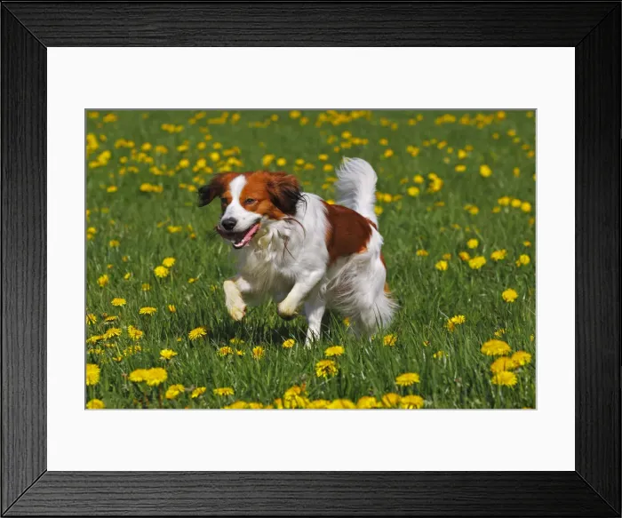 Framed Print : Kooikerhondje or Kooiker Hound -Canis lupus familiaris-, young male dog running across a meadow Framed Print : Kooikerhondje or Kooiker Hound -Canis lupus familiaris-, young male dog running across a meadow