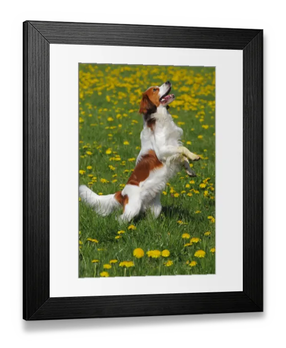 Framed Print : Kooikerhondje or Kooiker Hound -Canis lupus familiaris-, young male dog standing on its hind legs on a meadow Framed Print : Kooikerhondje or Kooiker Hound -Canis lupus familiaris-, young male dog standing on its hind legs on a meadow