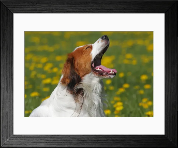 Framed Print : Kooikerhondje, Kooiker Hound -Canis lupus familiaris-, young male dog yawning, domestic dog Framed Print : Kooikerhondje, Kooiker Hound -Canis lupus familiaris-, young male dog yawning, domestic dog