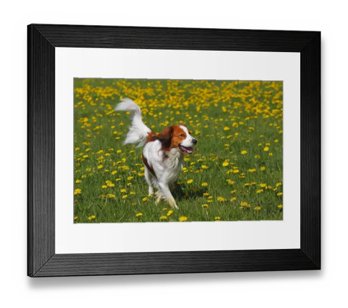 Framed Print : Kooikerhondje, Kooiker Hound -Canis lupus familiaris-, young male dog, domestic dog