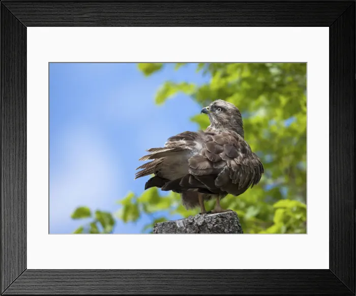 Framed Print : Common Buzzard -Buteo buteo- perched on a tree stump near Meersburg, Baden-Wuerttemberg, Germany, PublicGround Framed Print : Common Buzzard -Buteo buteo- perched on a tree stump near Meersburg, Baden-Wuerttemberg, Germany, PublicGround