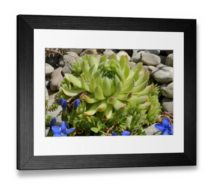 Framed Print : Echeveria -Echeveria minima-, succulent plant with hairy leaves, in a rock garden Framed Print : Echeveria -Echeveria minima-, succulent plant with hairy leaves, in a rock garden