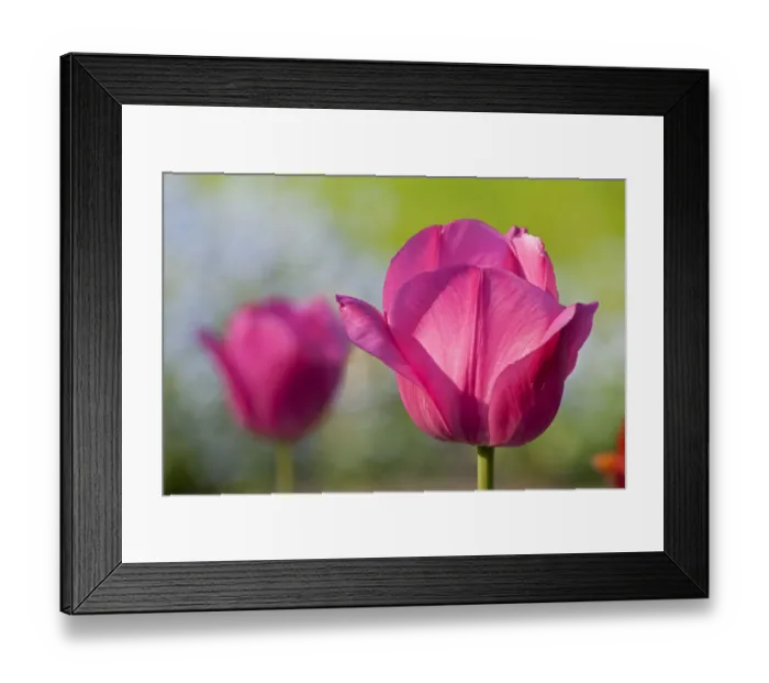 Framed Print : Pink tulips -Tulipa- Framed Print : Pink tulips -Tulipa-