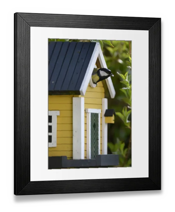 Framed Print : Great tit -Parus major- looking out of a nesting box, Stuttgart, Baden-Wuerttemberg, Germany, Europe, PublicGround
