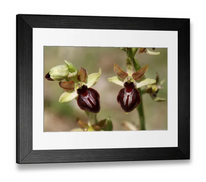 Framed Print : Early spider orchid -Ophrys sphegodes-, blossoms, Lake Neusiedl, Burgenland, Austria, Europe Framed Print : Early spider orchid -Ophrys sphegodes-, blossoms, Lake Neusiedl, Burgenland, Austria, Europe