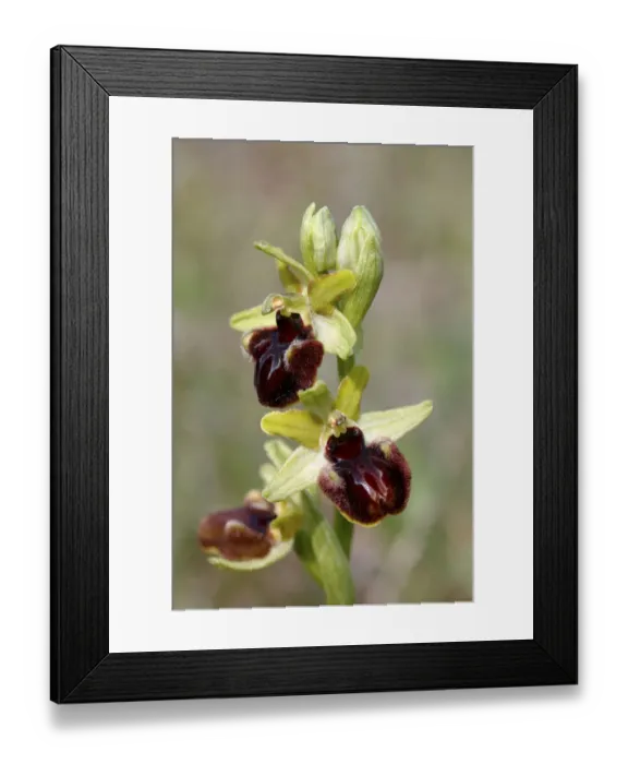 Framed Print : Early Spider Orchid -Ophrys sphegodes-, flowers, Lake Neusiedl, Burgenland, Austria, Europe