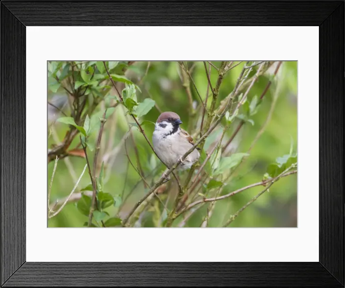 Framed Print : Tree Sparrow -Passer montanus-, Fuldabruck, Fuldabruck, Hesse, Germany Framed Print : Tree Sparrow -Passer montanus-, Fuldabruck, Fuldabruck, Hesse, Germany