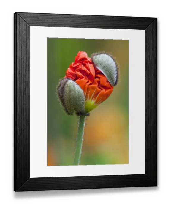 Framed Print : Emerging poppy bud -Papaver sp. -, Mainau Island, Lake Constance, Baden-Wuerttemberg, Germany, Europe Framed Print : Emerging poppy bud -Papaver sp. -, Mainau Island, Lake Constance, Baden-Wuerttemberg, Germany, Europe