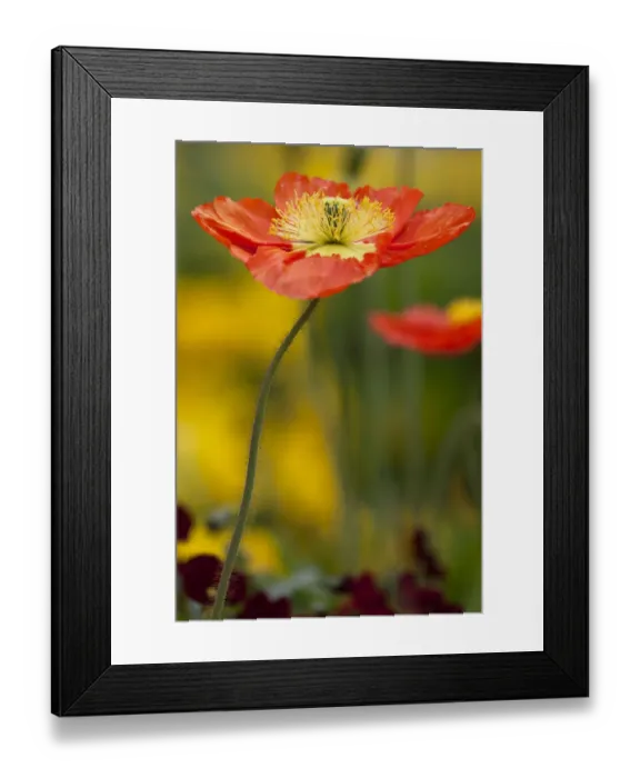 Framed Print : Poppy flower -Papaver sp. - on Mainau Island in Lake Constance, Baden-Wuerttemberg, Germany, Europe