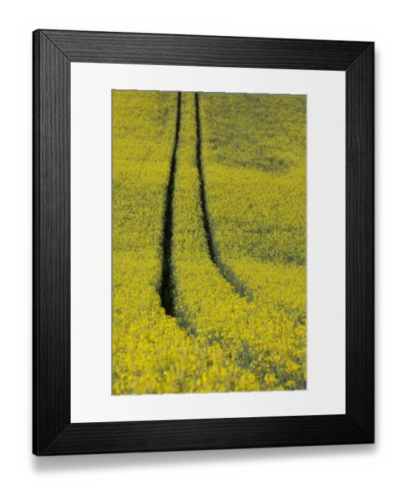 Framed Print : Rape field in the spring with track lane, near Dettingen, Baden-Wuerttemberg, Germany, Europe Framed Print : Rape field in the spring with track lane, near Dettingen, Baden-Wuerttemberg, Germany, Europe