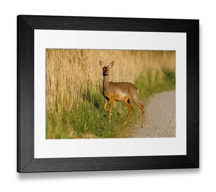 Framed Print : Roe deer -Capreolus capreolus- standing on a dirt road on the edge of reeds, Lake Neusiedl, Burgenland, Austria, Europe Framed Print : Roe deer -Capreolus capreolus- standing on a dirt road on the edge of reeds, Lake Neusiedl, Burgenland, Austria, Europe