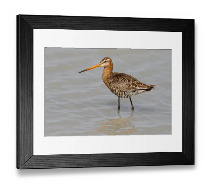 Framed Print : Black-tailed Godwit -Limosa limosa-, mature bird in breeding plumage standing in shallow water, Lake Neusiedl, Burgenland, Austria, Europe