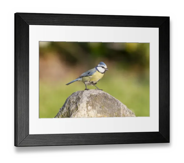 Framed Print : Blue Tit -Cyanistes caeruleus syn Parus caeruleus-, perched on a rock, Fuldabruck, Fuldabruck, Hesse, Germany Framed Print : Blue Tit -Cyanistes caeruleus syn Parus caeruleus-, perched on a rock, Fuldabruck, Fuldabruck, Hesse, Germany