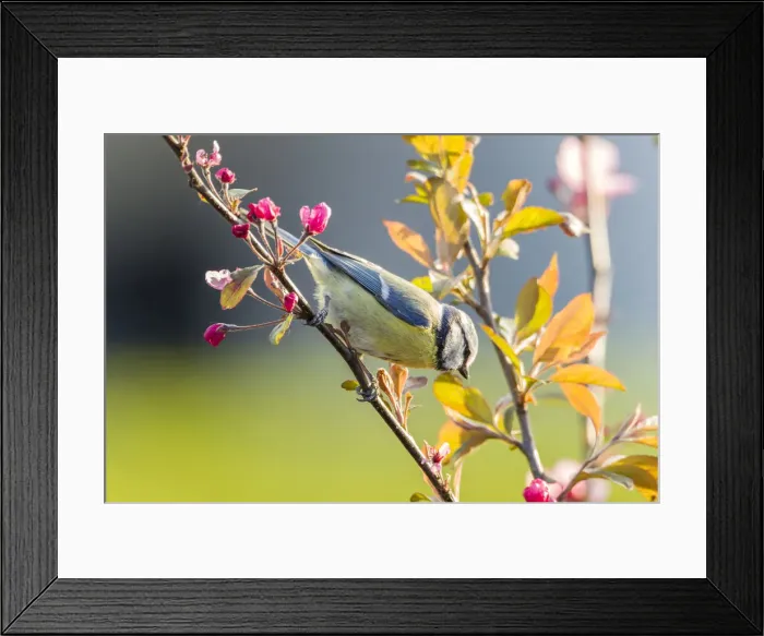Framed Print : Blue Tit -Cyanistes caeruleus syn Parus caeruleus-, perched on a twig, Fuldabruck, Fuldabruck, Hesse, Germany Framed Print : Blue Tit -Cyanistes caeruleus syn Parus caeruleus-, perched on a twig, Fuldabruck, Fuldabruck, Hesse, Germany