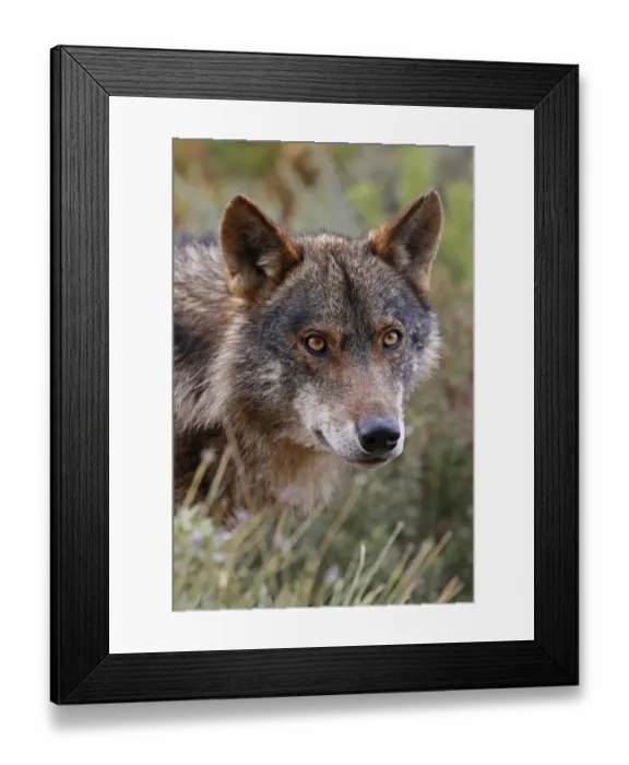 Framed Print : Iberian Wolf -Canis lupus lupus-, Antequera, Spain Framed Print : Iberian Wolf -Canis lupus lupus-, Antequera, Spain