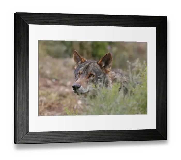 Framed Print : Iberian Wolf -Canis lupus lupus-, Antequera, Spain Framed Print : Iberian Wolf -Canis lupus lupus-, Antequera, Spain