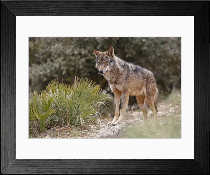 Framed Print : Iberian Wolf -Canis lupus lupus-, Antequera, Spain Framed Print : Iberian Wolf -Canis lupus lupus-, Antequera, Spain