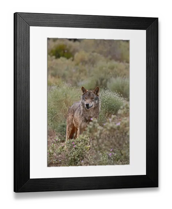 Framed Print : Iberian Wolf -Canis lupus lupus-, Antequera, Spain Framed Print : Iberian Wolf -Canis lupus lupus-, Antequera, Spain