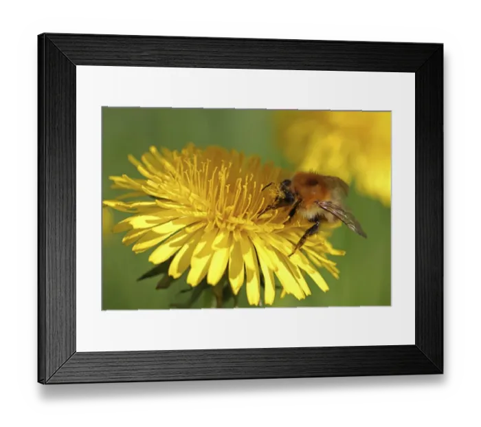 Framed Print : Bumblebee -Bombus sp. -, feeding on a Dandelion flower -Taraxacum sp. -, detail view Framed Print : Bumblebee -Bombus sp. -, feeding on a Dandelion flower -Taraxacum sp. -, detail view