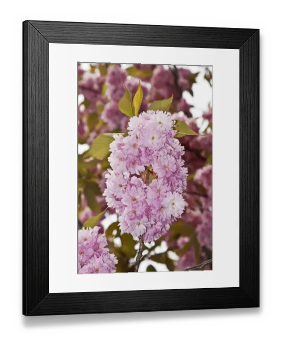 Framed Print : Japanese Cherry or Oriental Cherry -Prunus serrulata-, flowering