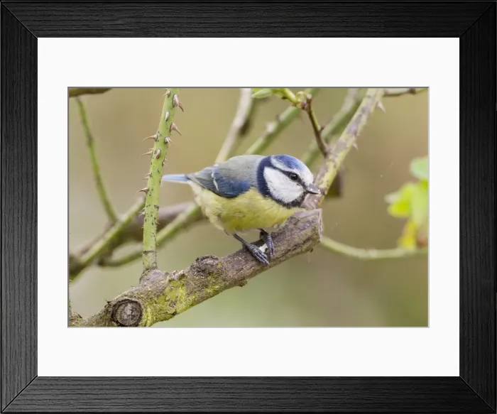 Framed Print : Blue Tit -Cyanistes caeruleus syn Parus caeruleus-, perched on a branch, Fuldabruck, Fuldabruck, Hesse, Germany Framed Print : Blue Tit -Cyanistes caeruleus syn Parus caeruleus-, perched on a branch, Fuldabruck, Fuldabruck, Hesse, Germany