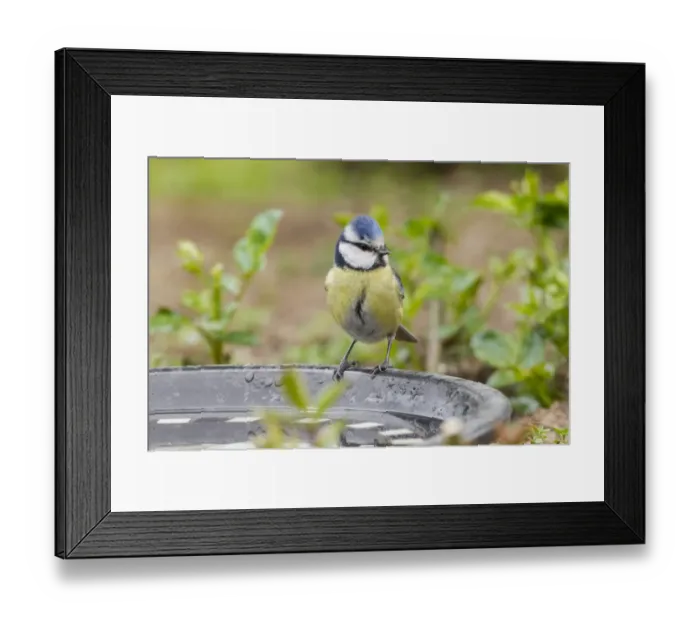 Framed Print : Blue Tit -Cyanistes caeruleus syn Parus caeruleus-, perched on a watering place, Fuldabruck, Fuldabruck, Hesse, Germany