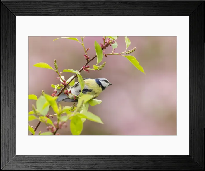 Framed Print : Blue Tit -Cyanistes caeruleus syn Parus caeruleus-, perched on a stem, Fuldabruck, Fuldabruck, Hesse, Germany Framed Print : Blue Tit -Cyanistes caeruleus syn Parus caeruleus-, perched on a stem, Fuldabruck, Fuldabruck, Hesse, Germany
