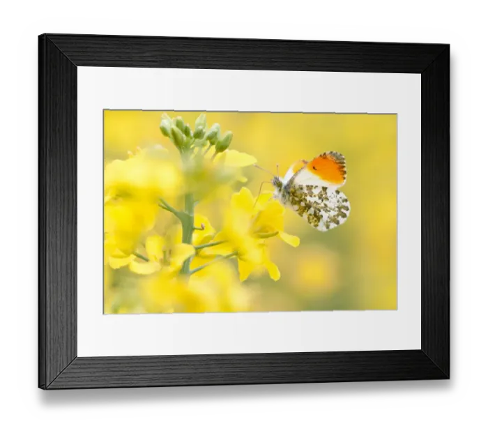 Framed Print : Orange Tip -Anthocharis cardamines-, male, in a rape field, North Hesse, Hesse, Germany Framed Print : Orange Tip -Anthocharis cardamines-, male, in a rape field, North Hesse, Hesse, Germany