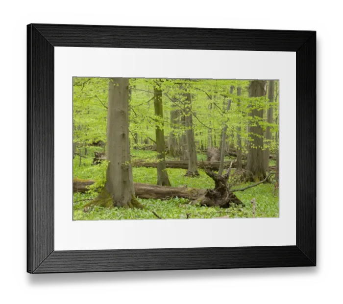 Framed Print : European beech forest in spring, beeches -Fagus sylvatica- with a lot of dead wood, Hainich National Park, Thuringia, Germany Framed Print : European beech forest in spring, beeches -Fagus sylvatica- with a lot of dead wood, Hainich National Park, Thuringia, Germany