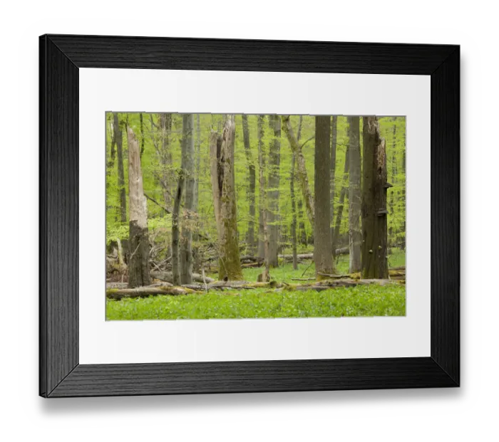 Framed Print : European beech forest in spring, European Beech or Common Beech -Fagus sylvatica- with a lot of dead wood, Hainich National Park, Thuringia, Germany Framed Print : European beech forest in spring, European Beech or Common Beech -Fagus sylvatica- with a lot of dead wood, Hainich National Park, Thuringia, Germany