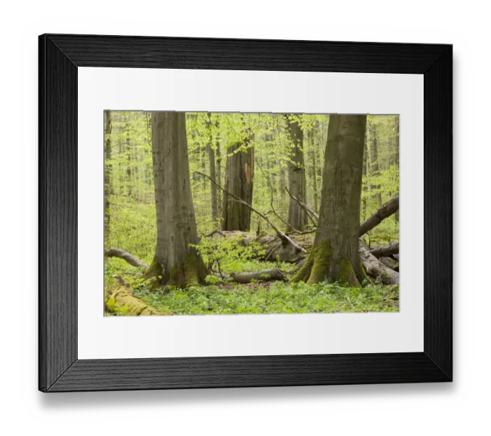 Framed Print : European beech forest in spring, European Beech or Common Beech -Fagus sylvatica- with a lot of dead wood, Hainich National Park, Thuringia, Germany Framed Print : European beech forest in spring, European Beech or Common Beech -Fagus sylvatica- with a lot of dead wood, Hainich National Park, Thuringia, Germany