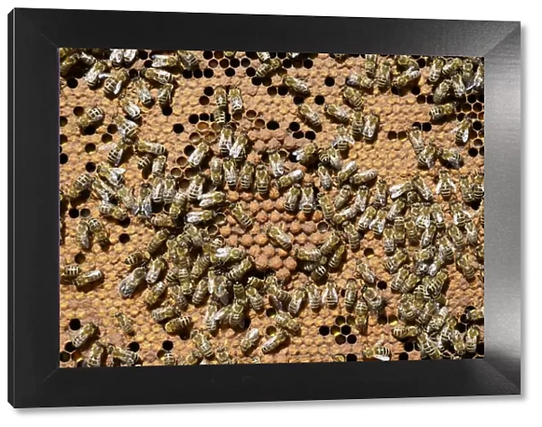 Brood comb with drone brood surrounded by worker bees -Apis mellifera var. carnica-
