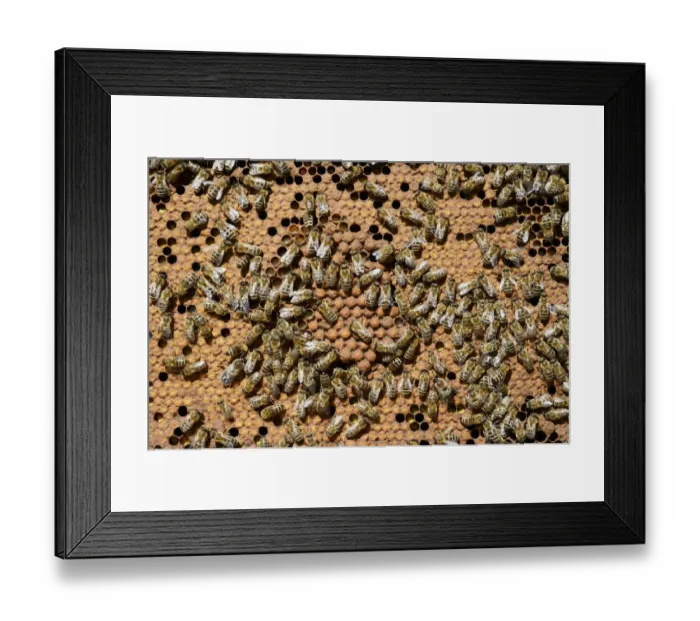 Framed Print : Brood comb with drone brood surrounded by worker bees -Apis mellifera var. carnica- Framed Print : Brood comb with drone brood surrounded by worker bees -Apis mellifera var. carnica-