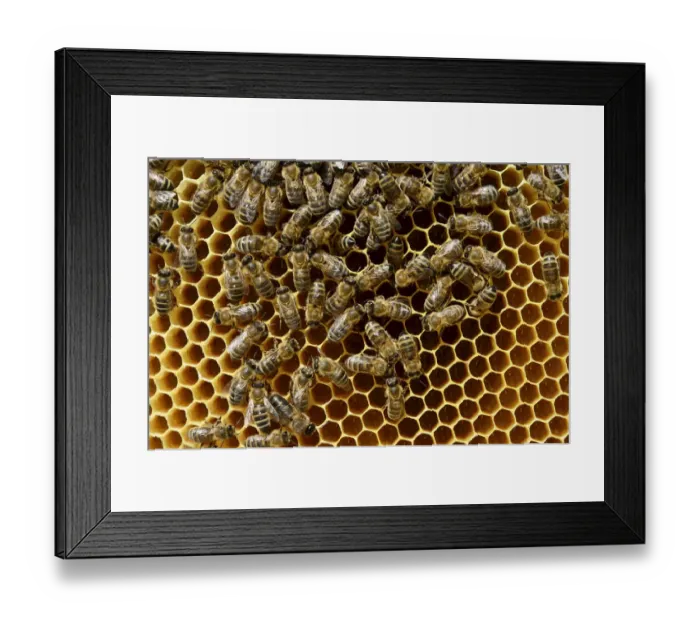 Framed Print : Honeybees -Apis mellifera var. carnica-, on brood comb with freshly laid eggs in honeycomb cells Framed Print : Honeybees -Apis mellifera var. carnica-, on brood comb with freshly laid eggs in honeycomb cells