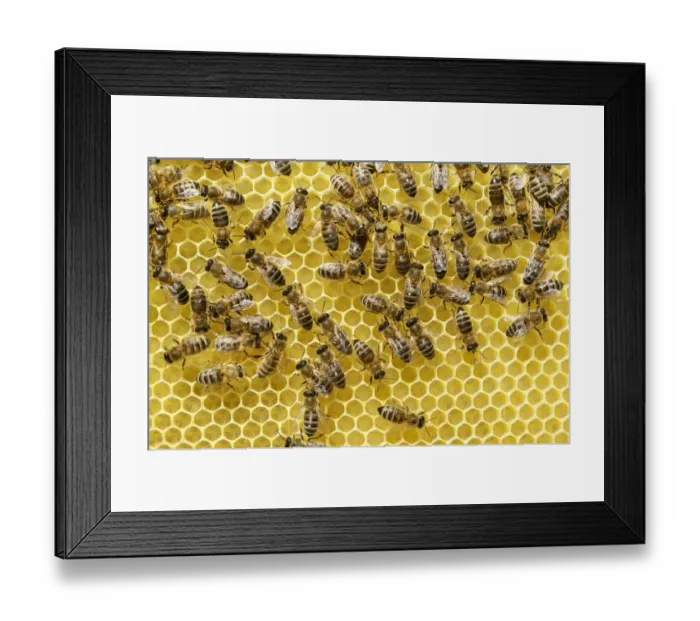 Framed Print : Newly developed honeycomb with worker bees -Apis mellifera var. carnica- Framed Print : Newly developed honeycomb with worker bees -Apis mellifera var. carnica-