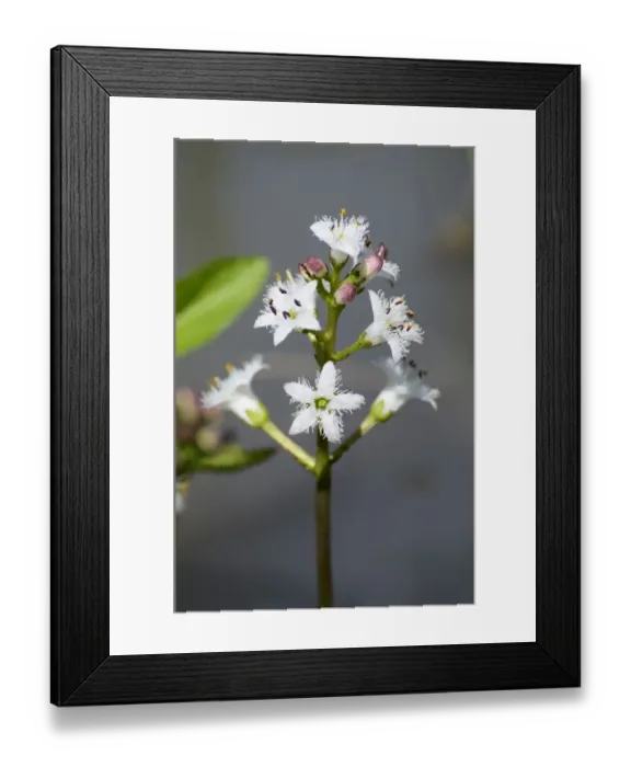 Framed Print : Bog-bean or buckbean -Menyanthes trifoliata-, inflorescence, in pond