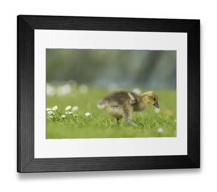 Framed Print : Young graylag goose -Anser anser-, gosling foraging, Zug, Switzerland, Europe Framed Print : Young graylag goose -Anser anser-, gosling foraging, Zug, Switzerland, Europe