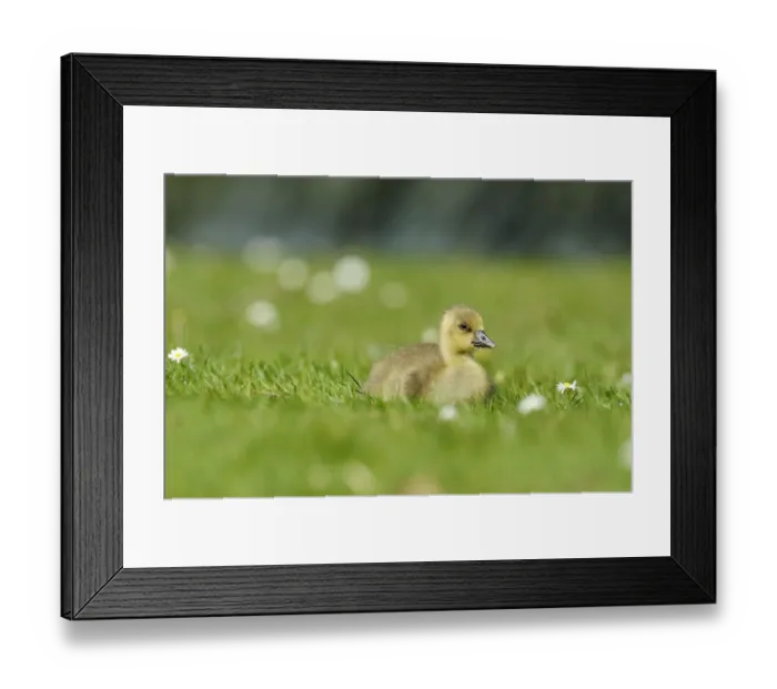 Framed Print : Young graylag goose -Anser anser-, gosling, resting, Zug, Switzerland, Europe