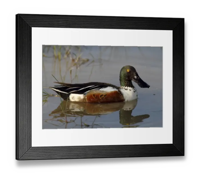 Framed Print : Northern shoveler -Anas clypeata-, drake floating, Lake Neusiedl, Burgenland, Austria, Europe Framed Print : Northern shoveler -Anas clypeata-, drake floating, Lake Neusiedl, Burgenland, Austria, Europe
