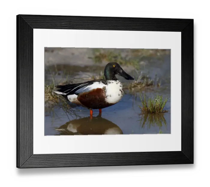 Framed Print : Northern shoveler -Anas clypeata-, drake standing on the shore, Lake Neusiedl, Burgenland, Austria, Europe Framed Print : Northern shoveler -Anas clypeata-, drake standing on the shore, Lake Neusiedl, Burgenland, Austria, Europe