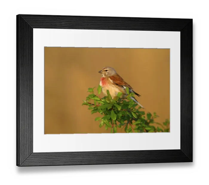 Framed Print : Linnet -Carduelis cannabina-, male perched on a green branch, Lake Neusiedl, Burgenland, Austria, Europe Framed Print : Linnet -Carduelis cannabina-, male perched on a green branch, Lake Neusiedl, Burgenland, Austria, Europe