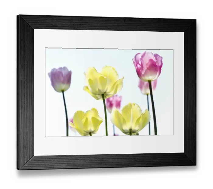 Framed Print : Blooming colourful Tulips -Tulipa-, Germany Framed Print : Blooming colourful Tulips -Tulipa-, Germany