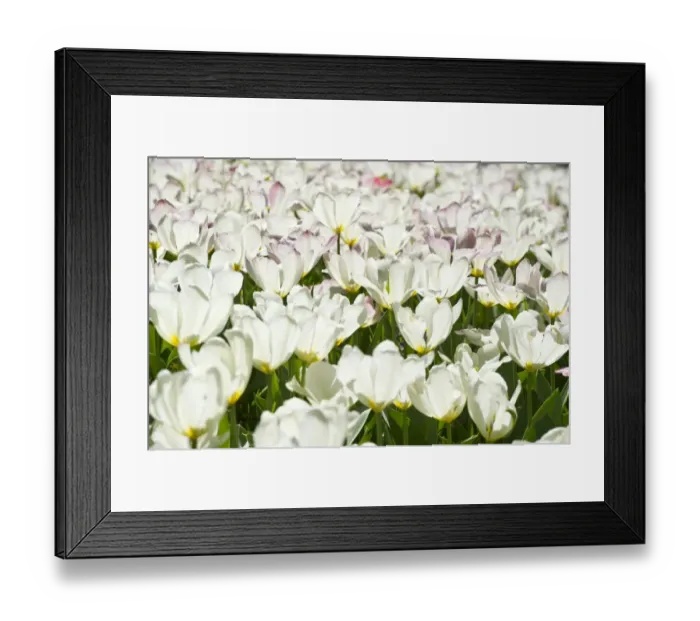 Framed Print : Blooming white Tulips -Tulipa-, Germany Framed Print : Blooming white Tulips -Tulipa-, Germany