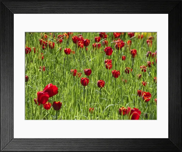 Framed Print : Blooming red Tulips -Tulipa-, Germany Framed Print : Blooming red Tulips -Tulipa-, Germany